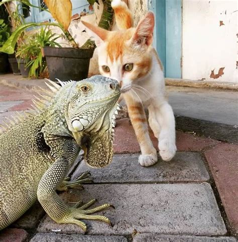 10 Things You Need to Know Before Getting a Pet Green Iguana | PetPress ...