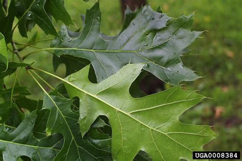 black oak, Quercus velutina (Fagales: Fagaceae) - 0008384