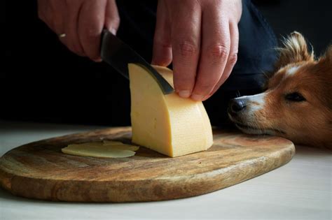 Can Dogs Eat Cheese?