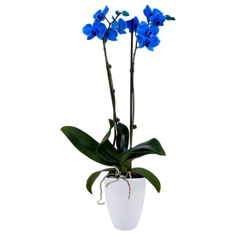 Buy DecoBlooms Living Blue Orchid - 5 inch Blooms - Fresh Flowering ...