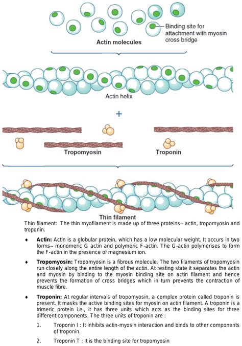 Show the structure of actin?