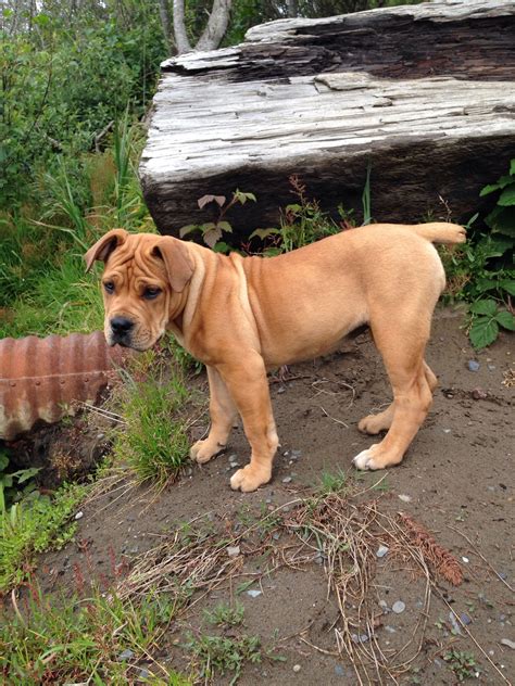 My South African Mastiff Boerboel Puppy, Kenda, at 3 months old. | Boerboel, South african ...