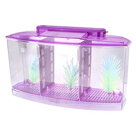 10 Best Divided Betta Fish Tank