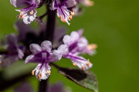 Ocimum Kilimandscharicum Flower Growing in Meadow, Close Up Stock Photo - Image of lamiales ...