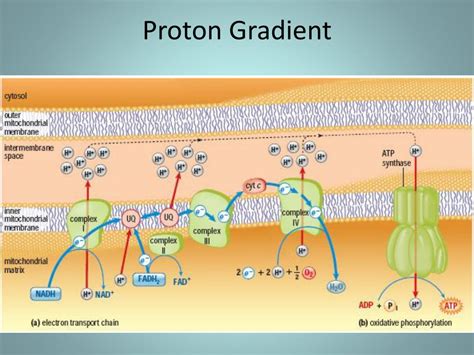 PPT - Aerobic Cellular Respiration PowerPoint Presentation, free download - ID:2829890