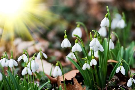 1920x1080px, 1080P free download | Spring flowers, early, snowdrop, sun, rays, flowers, bonito ...