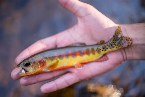 The Great Western Native Trout Challenge - Flylords Mag