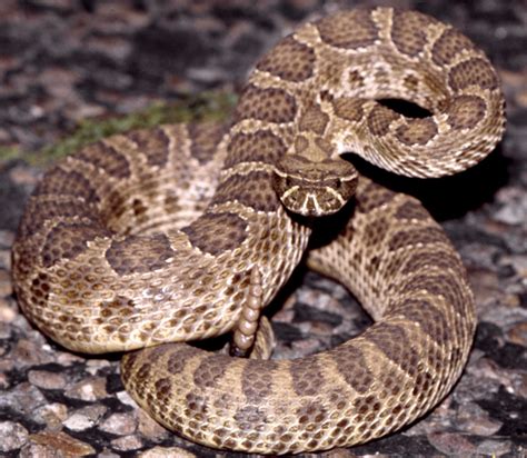 Prairie Rattlesnake, north Texas - a photo on Flickriver