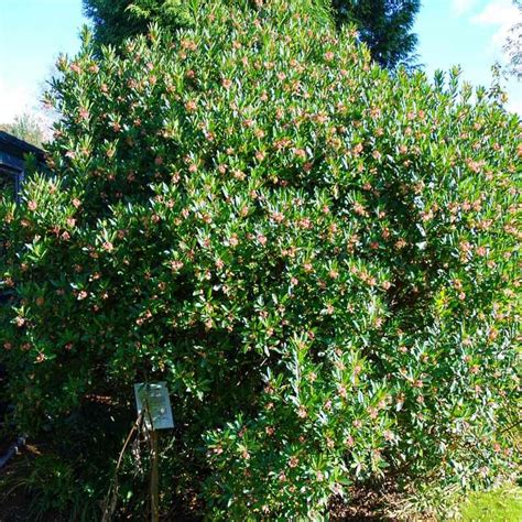 Arbutus unedo (Strawberry Tree)