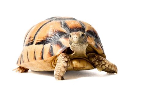 Egyptian Tortoise Care: Size, Diet, Lifespan & More!