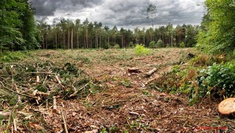 Los efectos de la destrucción del hábitat del medio ambiente