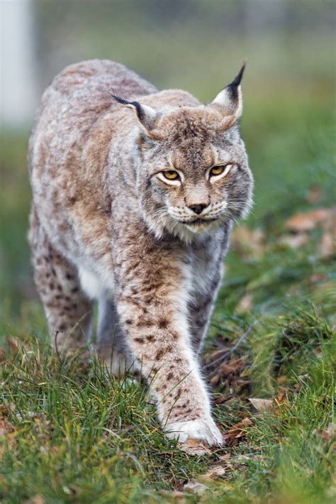 Female lynx walking - a photo on Flickriver