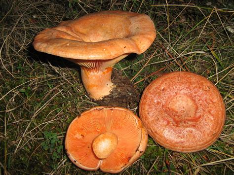 Red Pine Mushroom (Edible Fungi) · iNaturalist