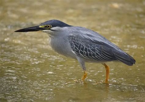 Striated heron - Facts, Diet, Habitat & Pictures on Animalia.bio