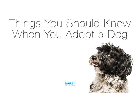 Tips On Adopted Dogs | Darwin's Natural Pet Products | Darwin's Pet Food