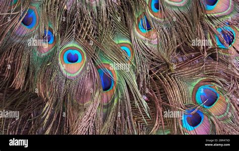 Peacock tail feathers hi-res stock photography and images - Alamy