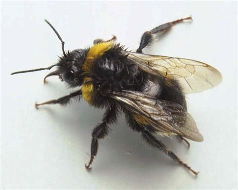 Sting of the Bumblebee2 || BeeKeeping