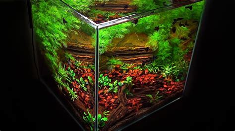 Planted Nano Aquarium | simply set up planted nano tank - YouTube