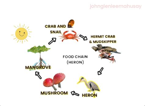 Food Webs Mangroves | The Best Porn Website