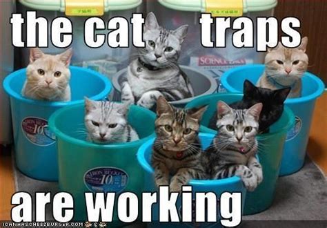 it's a trap - lolcats meme - the cat traps are working - kitty memes ...