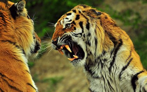 Angry Tiger Eyes Wallpapers - Wallpaper Cave