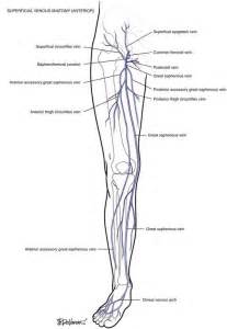 Venous Anatomy | Thoracic Key