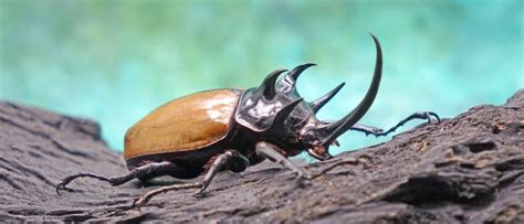 Stag Beetle vs. Rhino Beetle: What Are The Differences?