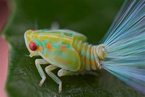 489 Leaf hopper nymph with iridescent fiber-optic tails... | Weird insects, Animals bugs, Animals