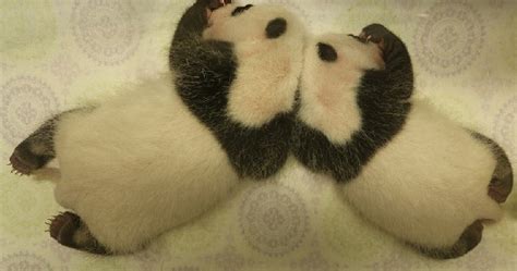 Toronto Zoo releases new videos of baby panda twins | Globalnews.ca