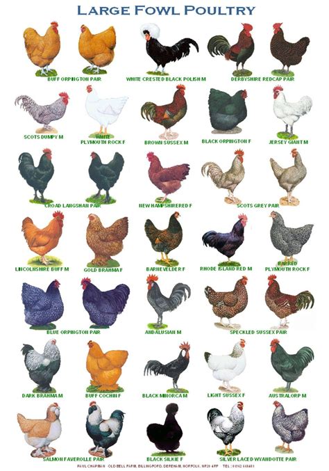 A4 Laminated Posters. Breeds of Poultry 2 different posters | Etsy | Pet chickens, Beautiful ...