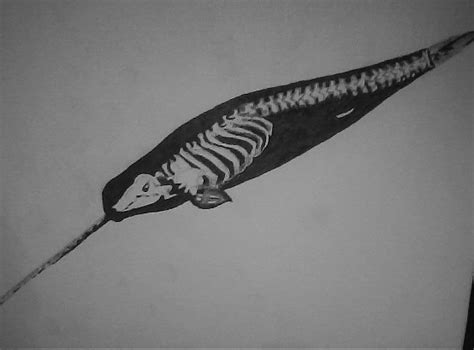 Narwhal Skeleton by repriserecord on DeviantArt