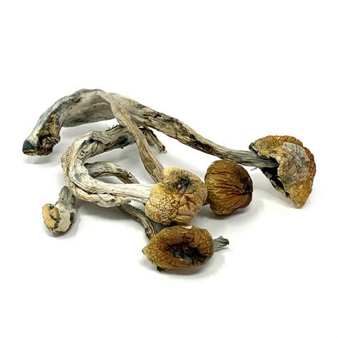 Buy Golden Teacher Cubensis Online In Canada - Pacific Shrooms