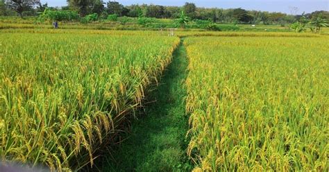 12+ Sawah Padi, Inspirasi Yang Pas Untuk Hunian Anda