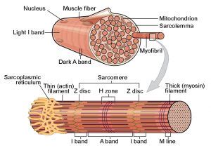 Muscle Contraction – Human Physiology