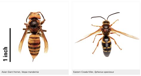 Do I Have Murder Hornets? | N.C. Cooperative Extension