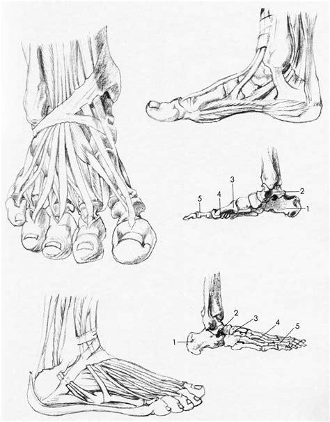 How to Draw the Foot : Drawing Feet and the Anatomy of them Reference ...