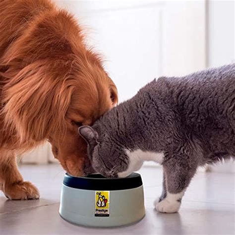 Best Cat Water Bowl: No Slobber, No Spill, No More Wet Floor