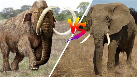 Mammoth Vs Elephant