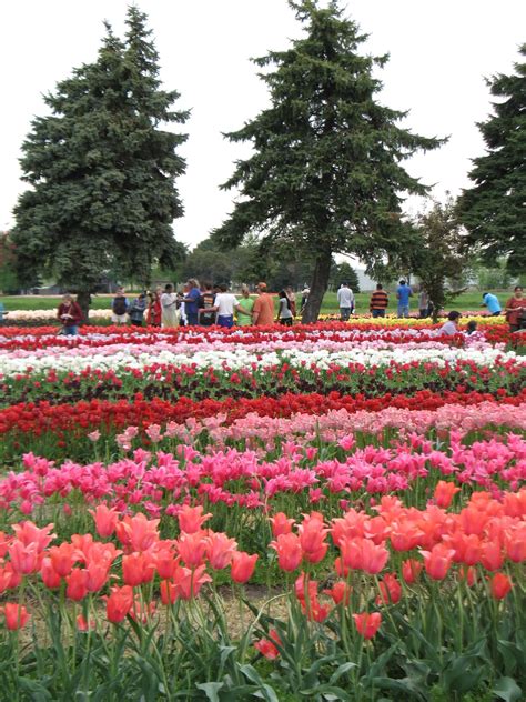 Tulip fields at Holland, Michigan | Tulip festival, Tulip fields, Beautiful places