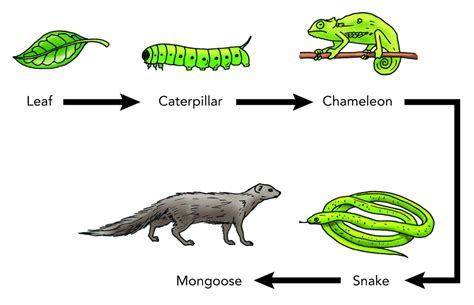 What is a Food Chain? - C.S.W.D