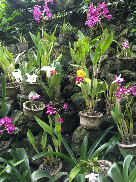 Orchids. Garden of the Sleeping Giant, Fiji Tonga, Vanuatu, New Zealand North, Melanesia ...