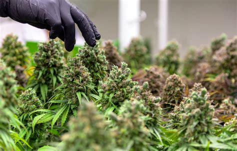 Top 5 Cannabis Harvesting Tips - LUX LEAF Diagnostics