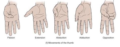 Opposition Definition Anatomy