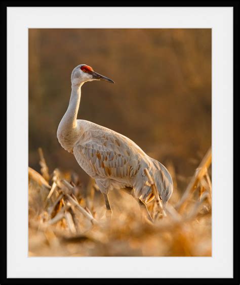 Sandhill Crane Photo Sandhill Crane Print Sandhill Crane - Etsy