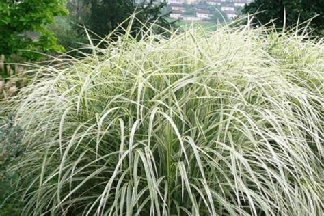 Miscanthus: species and varieties, planting and care in the open field ...