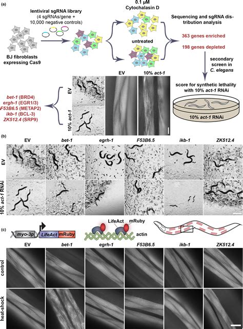 Study identifies key protein that helps regulate the actin cytoskeleton