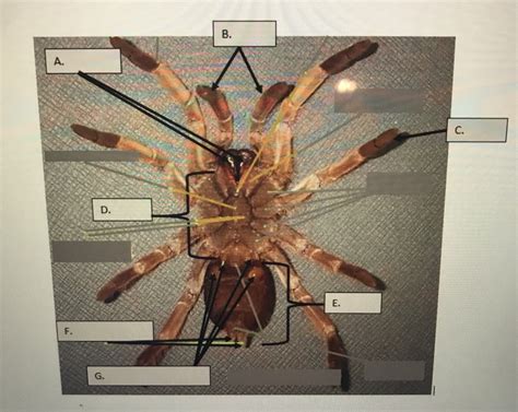 Lab 9: Chelicerata Diagram | Quizlet