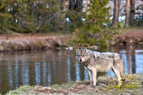 Grey Yellowstone Wolf, Gibbon River, Yellowstone National Park, Wyoming | The Hole Picture