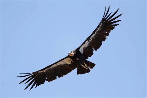 After 100 years, California condor could return to Oregon - oregonlive.com