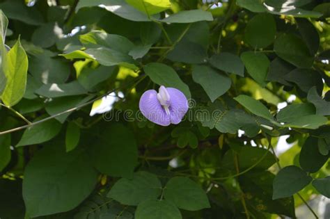 Flower of Butterfly Pea or Centrosema Pubescens among the Leaves Stock Image - Image of ...